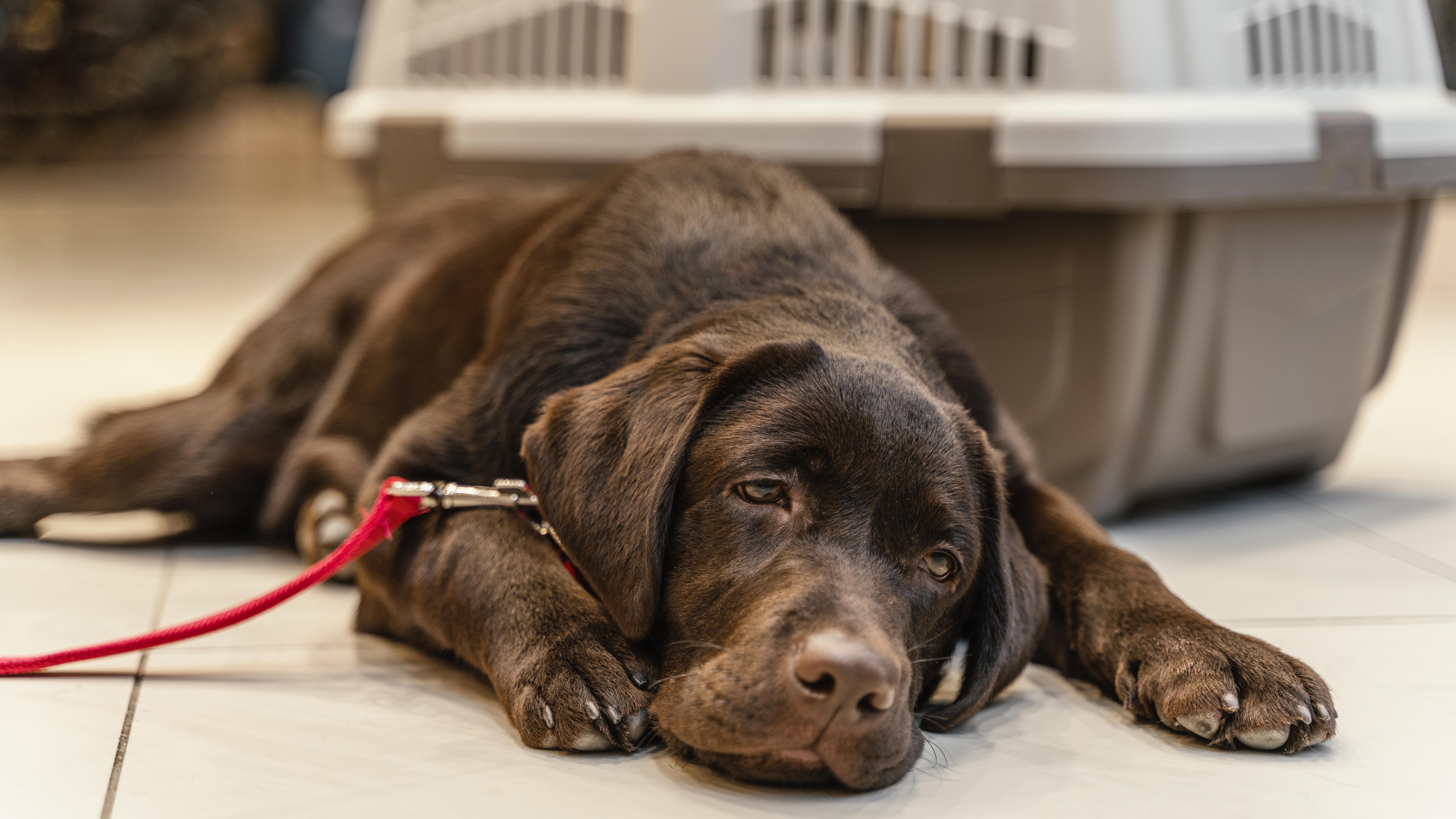 Köpeklerde Alerjik Reaksiyonlar: Neden, Belirti ve Tedavi Yöntemleri